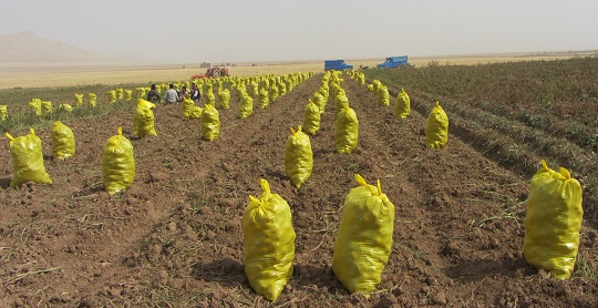 برنامه تغذیه سیب زمینی